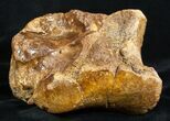 Woolly Rhinoceros Ankle Bone - Late Pleistocene #3453-4